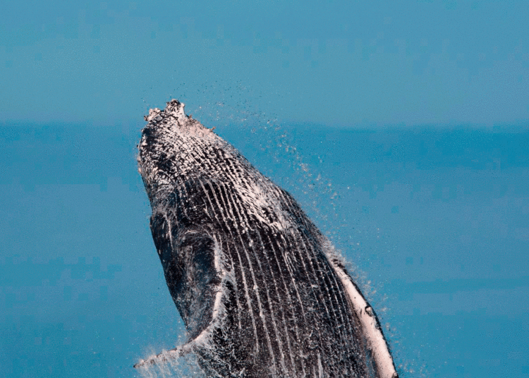 …e a Semana de Vela de Ilhabela também destaca 8 de junho