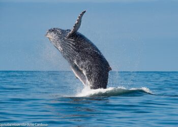 Mais de 400 baleias já passaram pela raia da SIVI